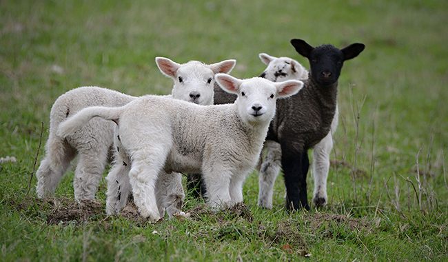 Lecturas del Domingo XVI del Tiempo Ordinario&nbsp;(B)