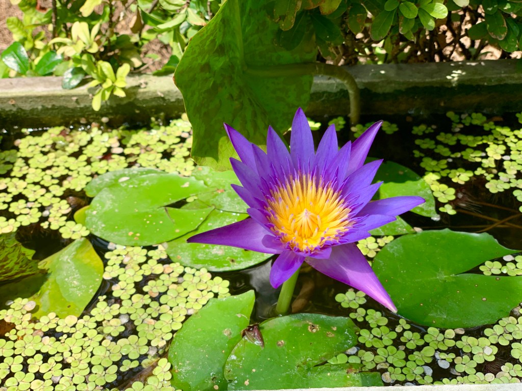 «Laudate Deum» ~ Exhortación Apóstolica del Santo Padre&nbsp;Francisco