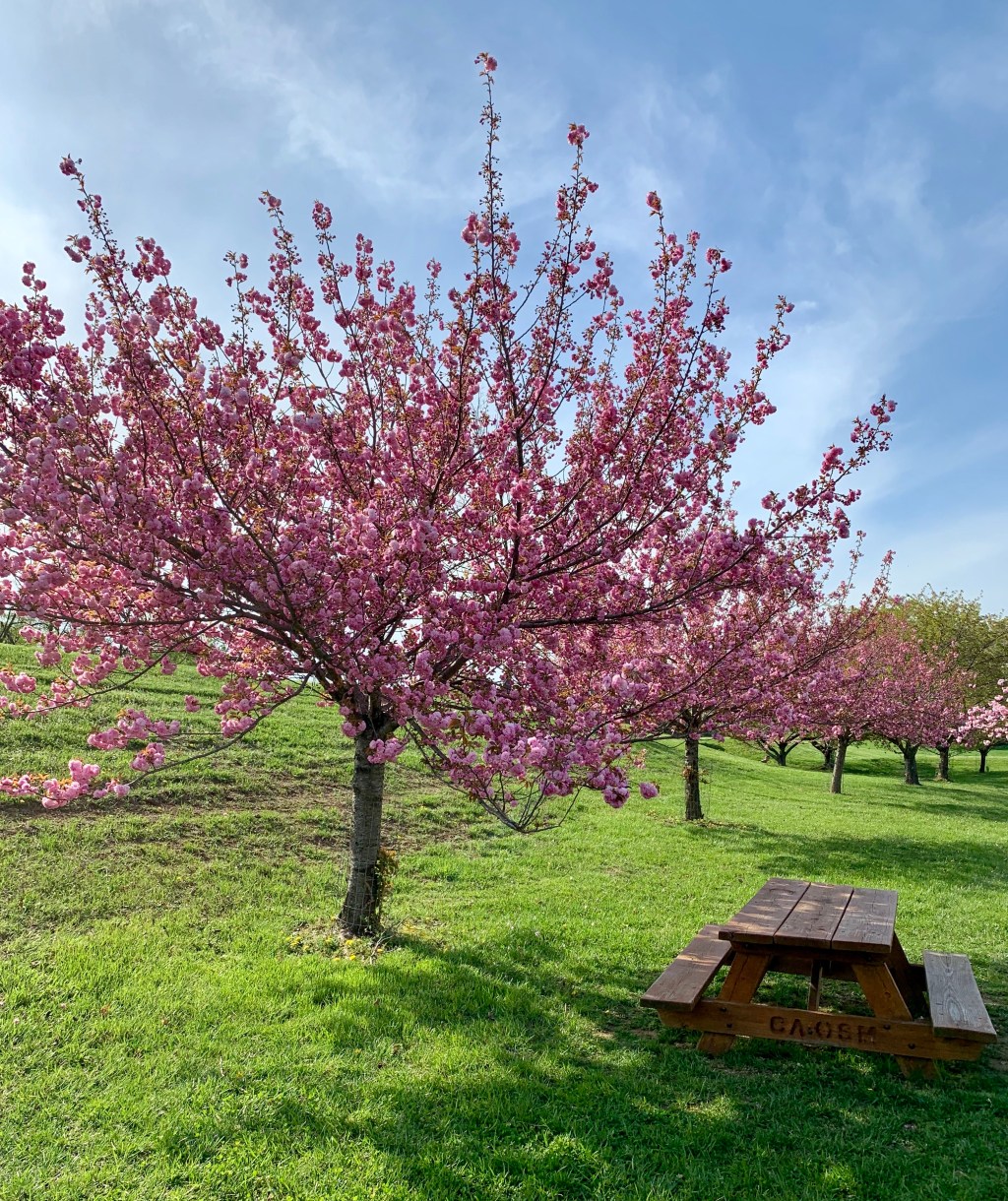 Lecturas del Domingo XXIX del Tiempo Ordinario (Ciclo&nbsp;C)