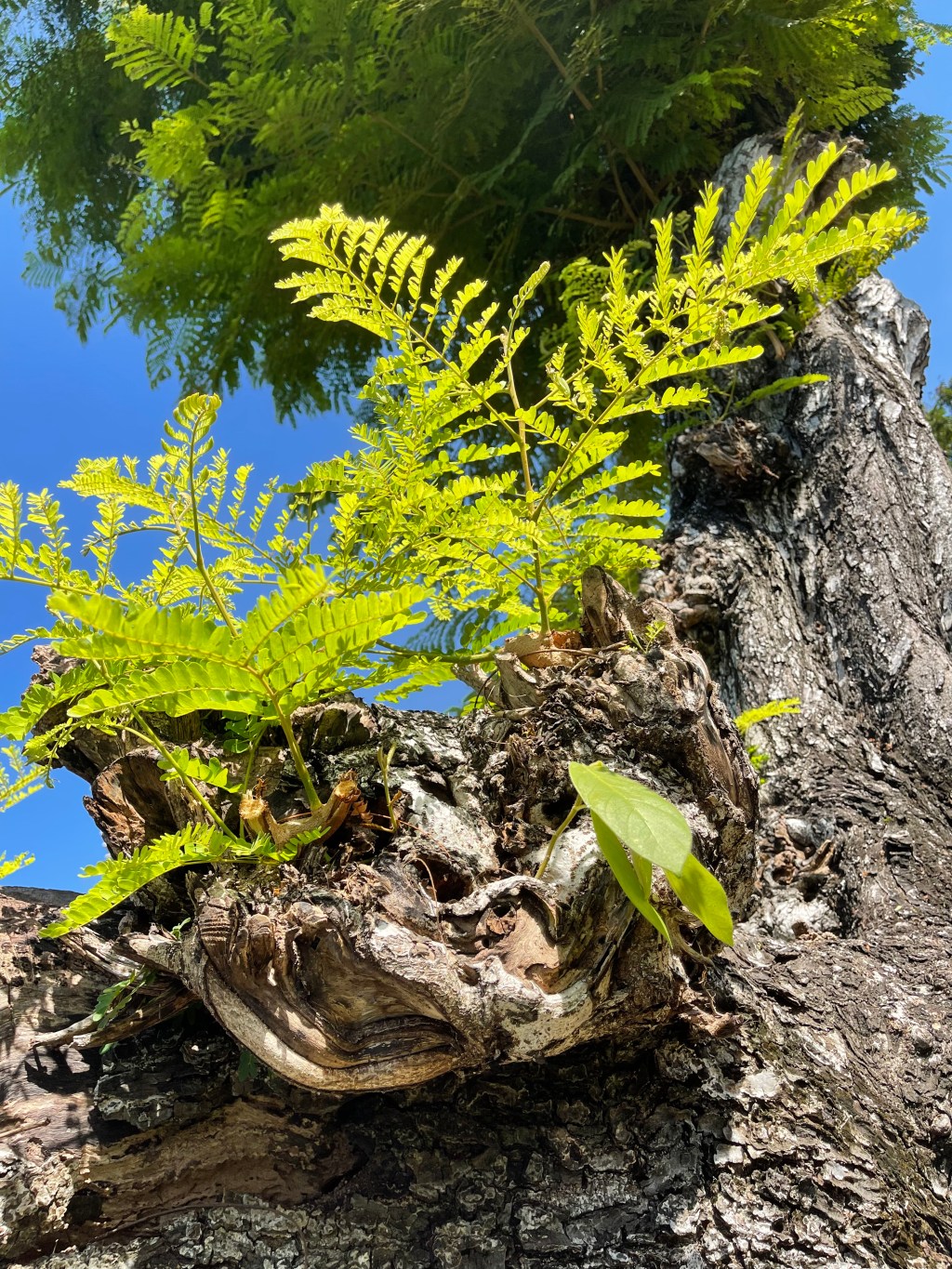Lecturas del Domingo XV del Tiempo Ordinario (Ciclo&nbsp;A)