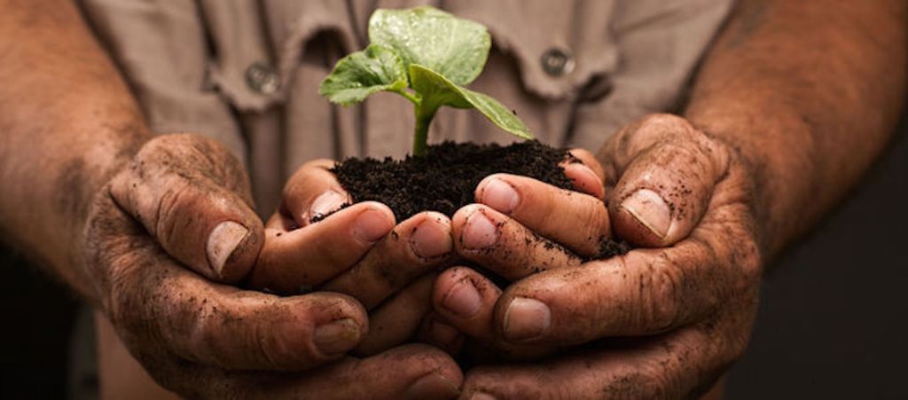 Lecturas del Domingo XVI del Tiempo Ordinario (Ciclo&nbsp;A)