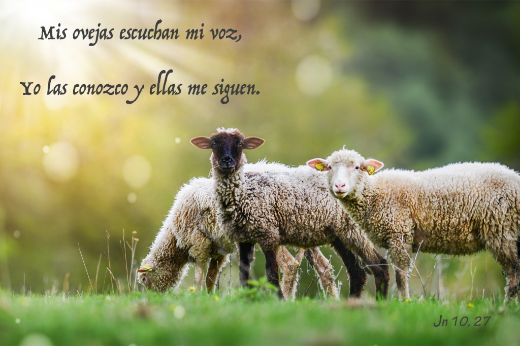 Lecturas del Domingo IV del Tiempo de Pascua ~ del Buen Pastor (Ciclo ‘C’, 2025)