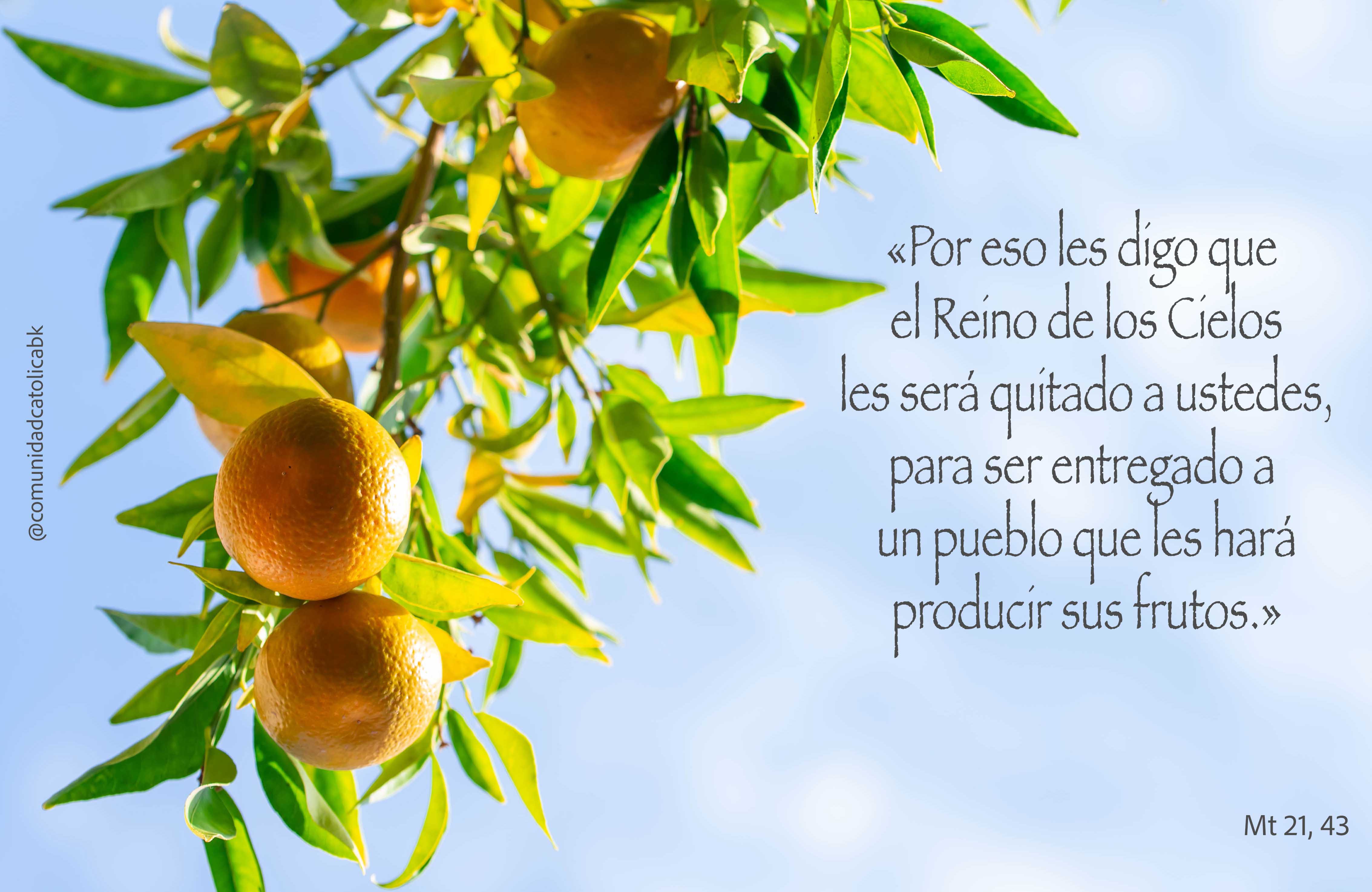 Lecturas del Domingo XXVII del Tiempo Ordinario (Ciclo ‘A’, 2026)